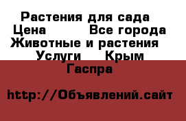 Растения для сада › Цена ­ 200 - Все города Животные и растения » Услуги   . Крым,Гаспра